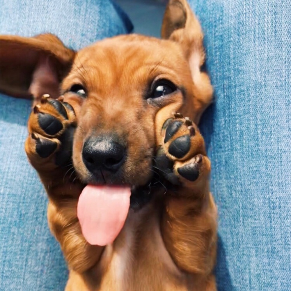 Meet your Posher, Emma